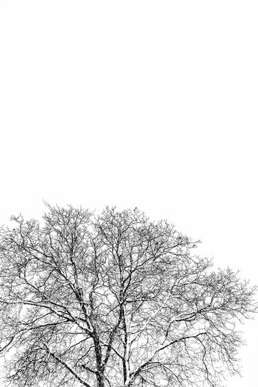 Winter tree - Limited Edition 1 of 20 thumb