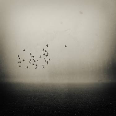 Birds in the mist#2 - Limited Edition 1 of 20 thumb