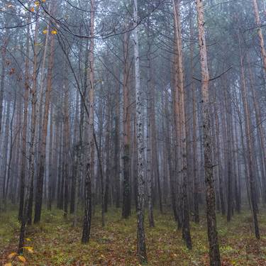 Original Documentary Tree Photography by Igor Vitomirov