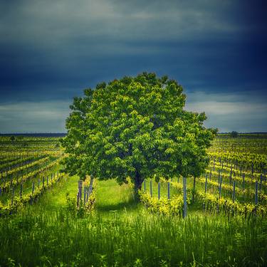 Tree in vineyard - Limited Edition of 20 thumb