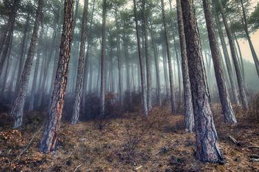 Morning mist in the forest - Limited Edition of 20 thumb