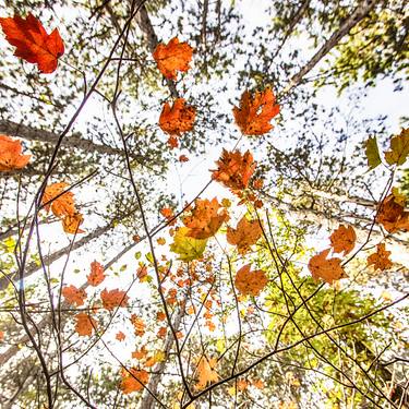 Print of Documentary Tree Photography by Igor Vitomirov