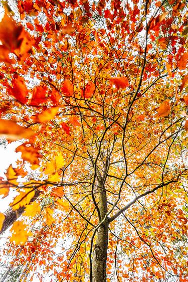 Original Art Deco Tree Photography by Igor Vitomirov