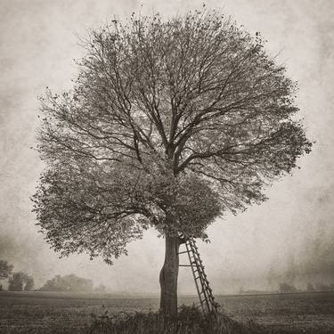 Print of Conceptual Tree Photography by Igor Vitomirov
