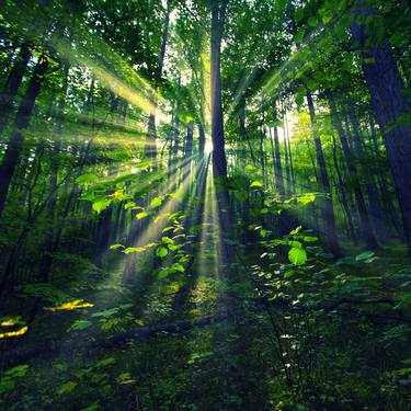 Sun rays in spring forest - Limited Edition of 15 thumb