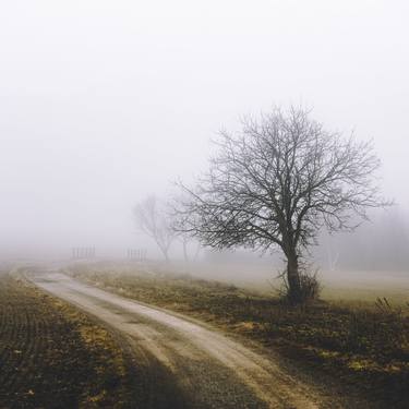 Lonely tree in the mist - Limited Edition of 10 thumb