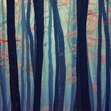 Collection Into the Woods