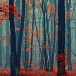 Collection Vibrant Landscapes