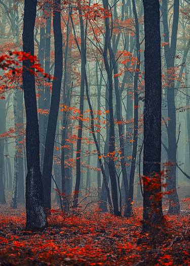 Autumn forest in the mist#2 - Limited Edition of 20 thumb
