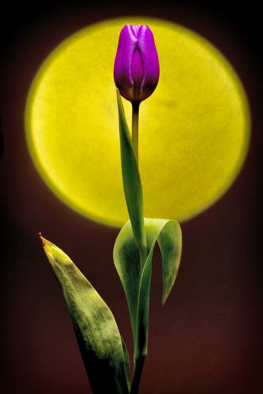 sunset tulip - Limited Edition of 20 thumb