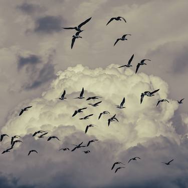 birds in the clouds - Limited Edition of 20 thumb