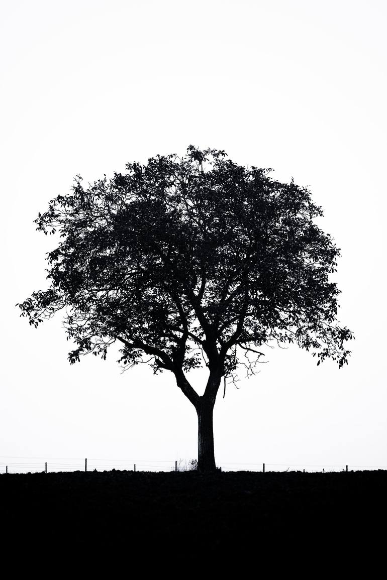 tree in the shadow - Print