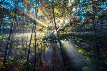 sun rays in autumn forest thumb