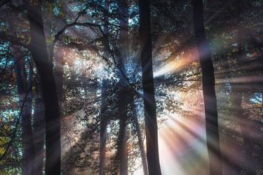 sun rays in autumn forest #1 thumb