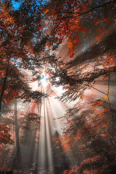 sun rays in autumn forest#2 thumb
