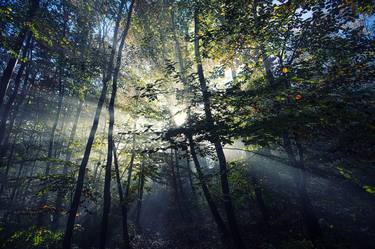 sun rays in autumn forest #5 thumb