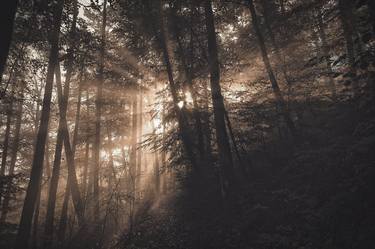 sun rays in autumn forest #7 thumb