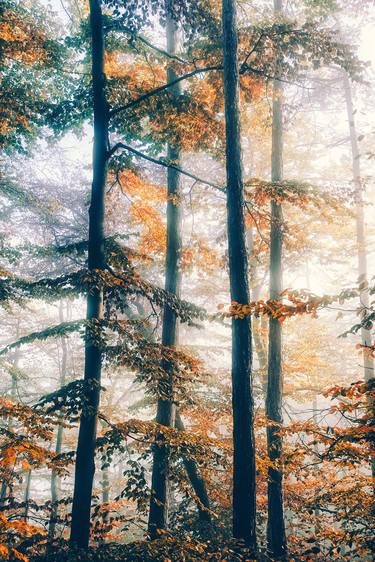 autumn forest mist thumb