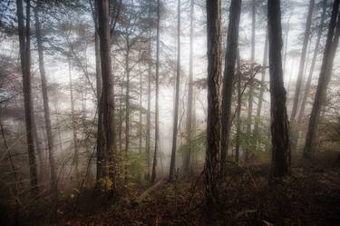 autumn forest mist#1 thumb