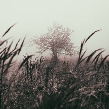 tree in the mist thumb