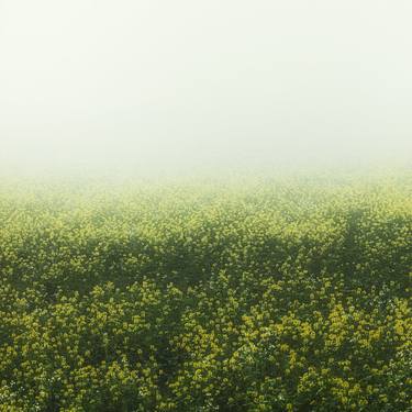 rapeseed field in the mist thumb