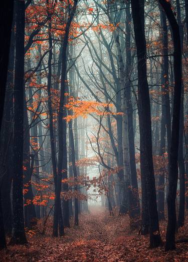 autumn forest mist#2 thumb