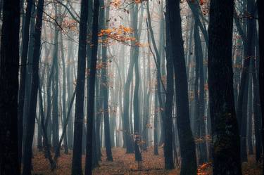 autumn forest mist#3 thumb