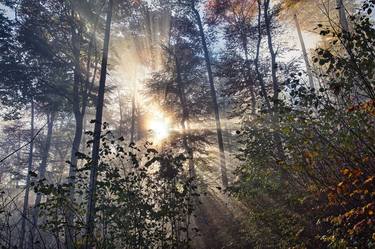 sun rays in autumn forest #8 thumb