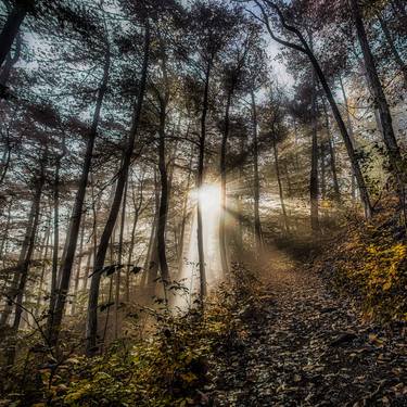 sun rays in autumn forest #9 thumb