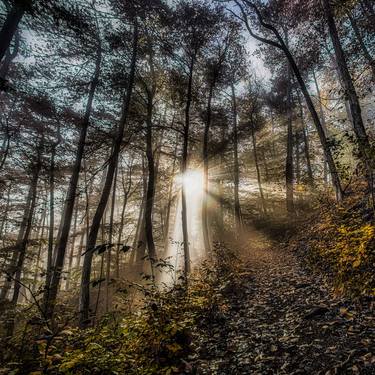 Print of Tree Photography by Igor Vitomirov