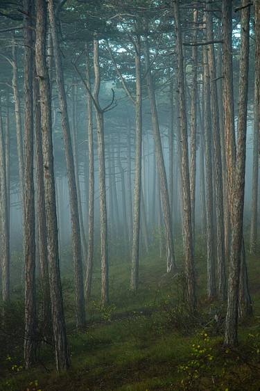autumn forest mist#4 thumb