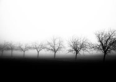 trees in the mist#3 thumb