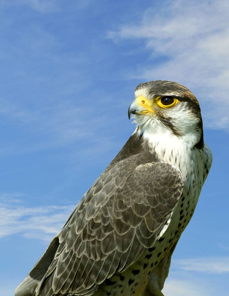 Lanner Falcon with a blue sky background outside - Print