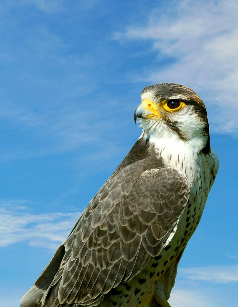 Lanner Falcon with a blue sky background outside Photography by