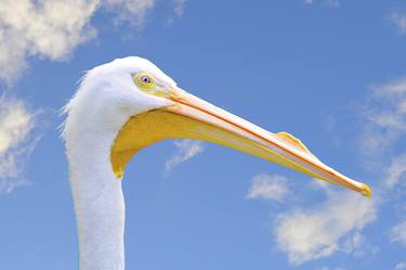 American White Pelican with blue clouds background thumb