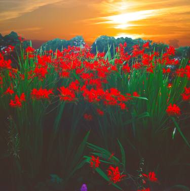 Crocosmia LUCIFER  flowers at sunset thumb