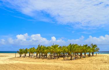 Palm trees on Boa Vista beach thumb