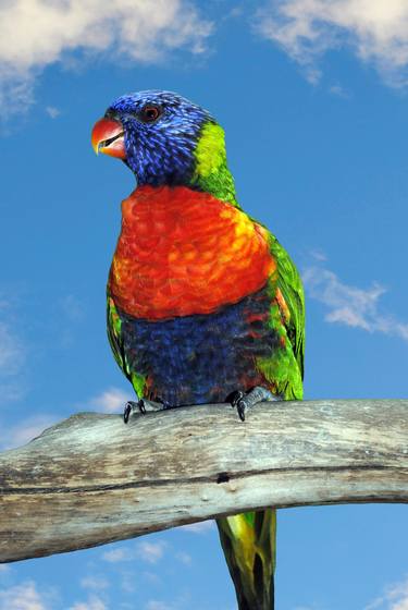 Rainbow lorikeet Latin name Trichoglossus haematodus thumb