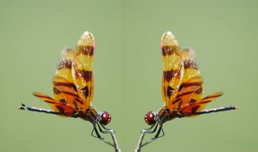 Two Halloween pennant dragonflies thumb