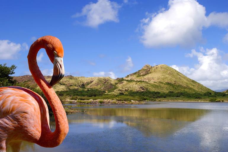 Caribbean flamingo in St kitts - Print