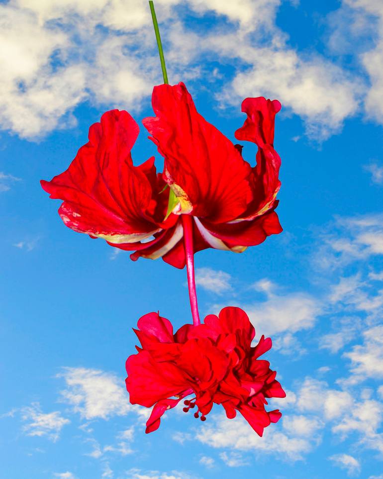 Original Floral Photography by Peter Etchells | Digital Art Art on Aluminum | Variegated Tropical Hibiscus flowers with a blue sky