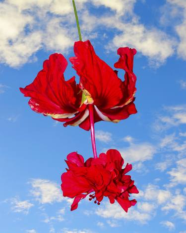 Variegated Tropical Hibiscus flowers with a blue sky thumb