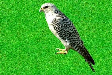 Gyrfalcon perched on a lawn thumb