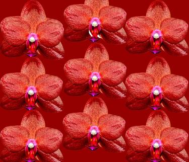 Phalaenopsis Ching Rueys Blood red Sun orchid flower thumb