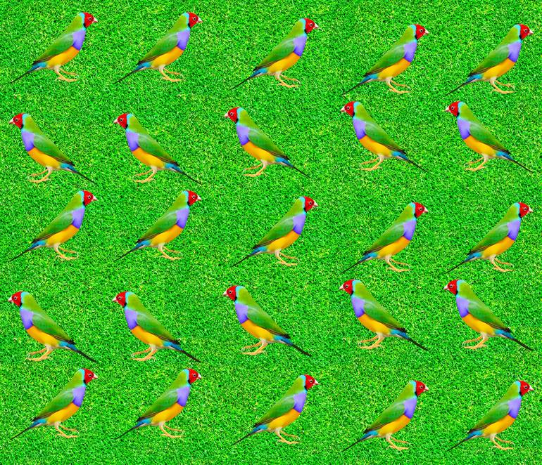 Original Floral Photography by Peter Etchells | Digital Art Art on Aluminum | Gouldian Finch Latin name Erythrura gouldiae perched on the grass