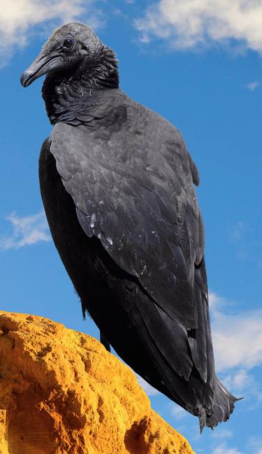 Original Digital Art Animal Photography by Peter Etchells