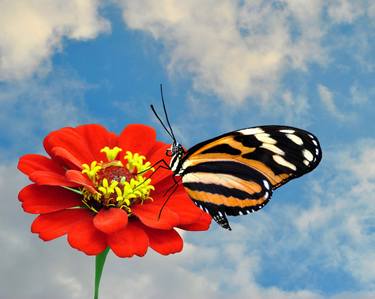 Painted lady butterfly thumb