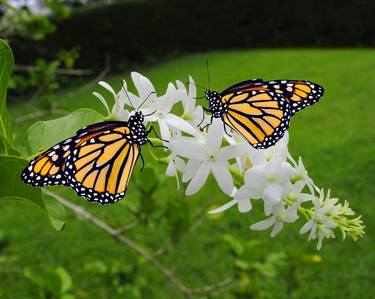 Monarch butterflies thumb
