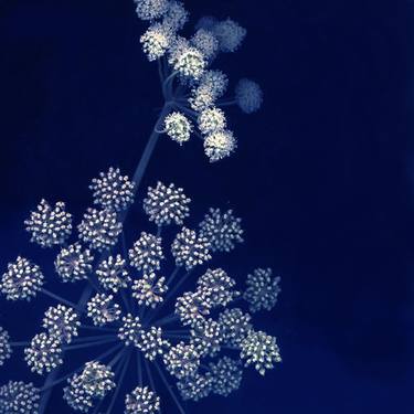 Original Botanic Photography by LN Le Cheviller