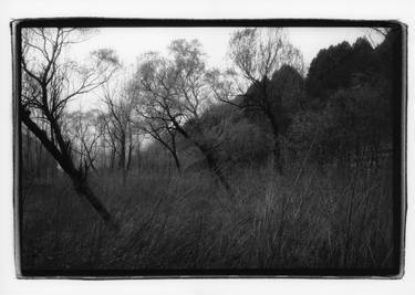 Print of Documentary Tree Photography by Bo Chen